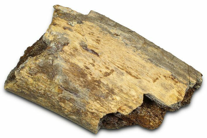 Dinosaur Rib Bone Section - Wyoming #370976